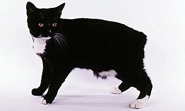 Gatto tuxedo: caratteristiche e storia del gatto bicolore