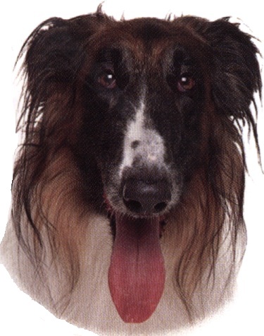 Borzoi o Levriere russo