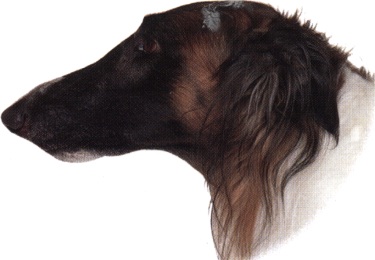 Borzoi o Levriere russo