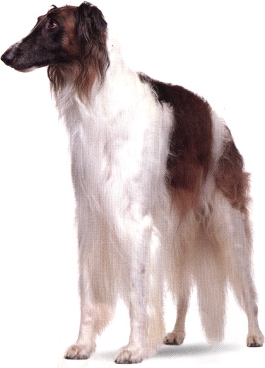 Borzoi o Levriere russo