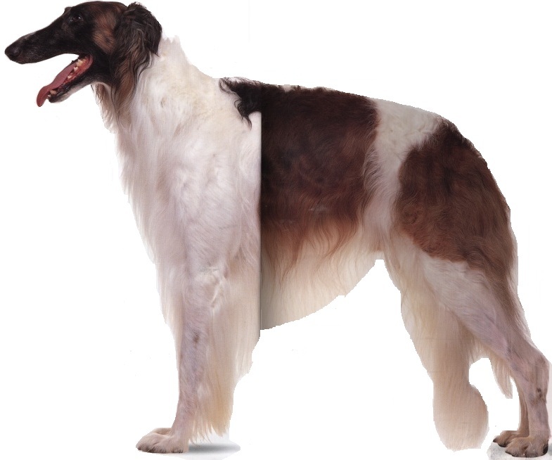 Borzoi o Levriere russo