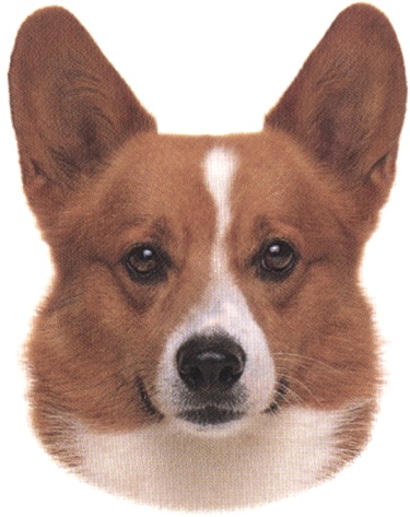 Welsh corgi