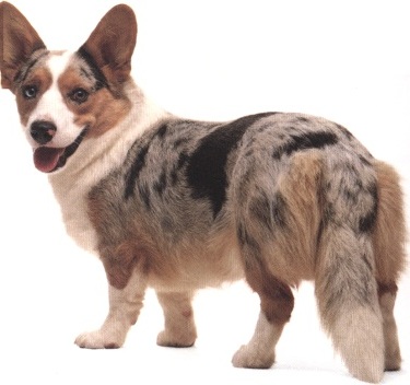 Welsh corgi