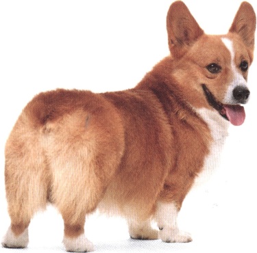 Welsh corgi