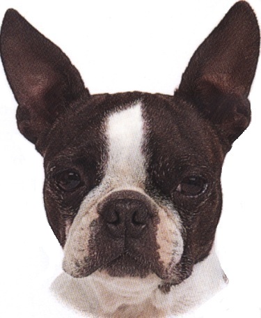 Boston terrier