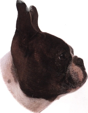 Boston terrier