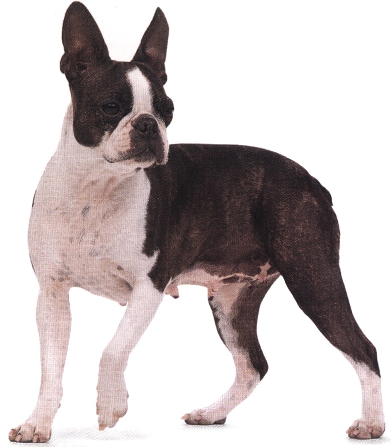 Boston terrier