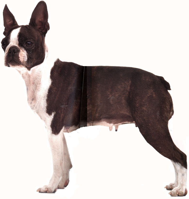 Boston terrier