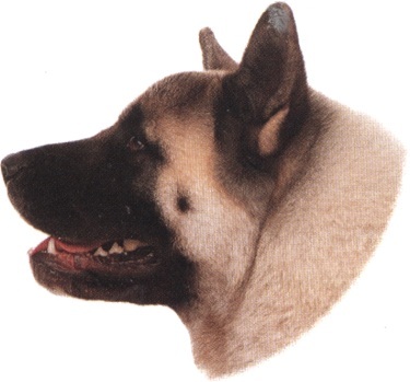 Akita inu