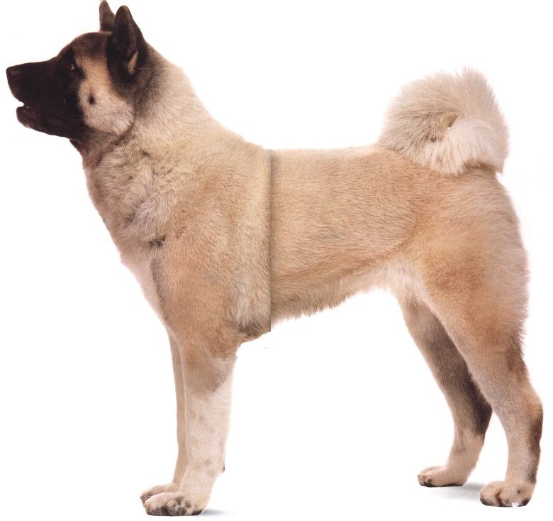 Akita inu