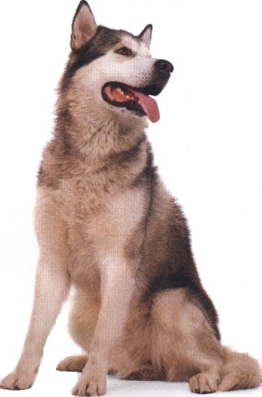 Alaskan malamute