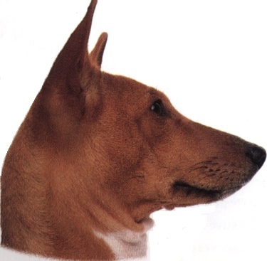 Basenji