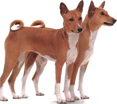 Basenji