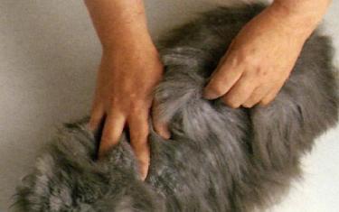 Spazzolatura del gatto a pelo lungo