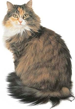 Maine coon tricolore